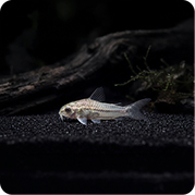 Pygmy Corydoras