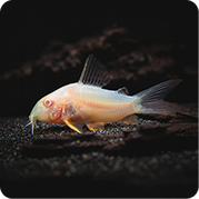 Albino Corydoras