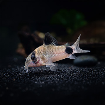 Panda Corydoras