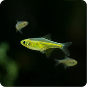 Kubotai Rasbora