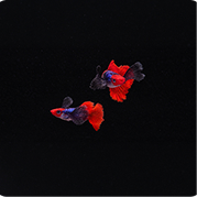 Guppy Platinum Red Tail Dumbo Ear