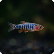 Emerald Rasbora