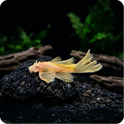 Albino Longfin Bristlenose