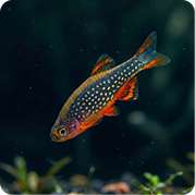 Galaxy Rasbora
