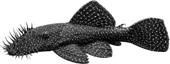 Healthy ornamental fish